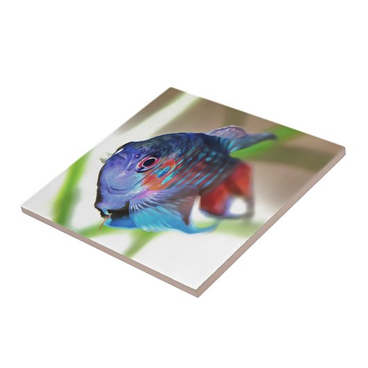 Macropodus Opercularis Aquarium vis Tegeltje (Zijkant)