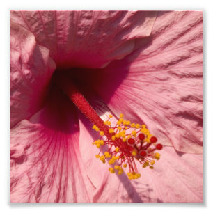 Macrororororoze Hibiscus Flower Foto Afdruk
