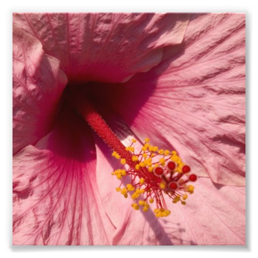 Macrororororoze Hibiscus Flower Foto Afdruk (Voorkant)