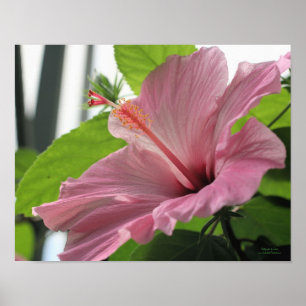 MacrorororoRoze Hibiscus Flower Poster Print