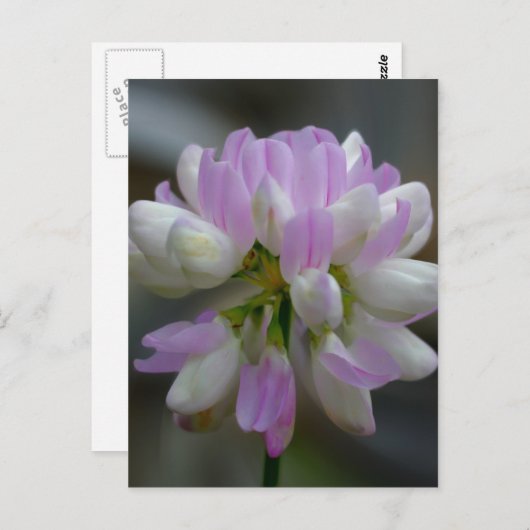 Macrororororoze wilde bloemen briefkaart (Voorkant / Achterkant)