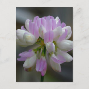 Macrororororoze wilde bloemen briefkaart