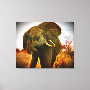 Mad African Elephant Wrapped Canvas Afdruk