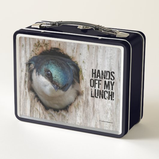 Mad Tree Swallow Songbird in Nestbox (Achterkant)