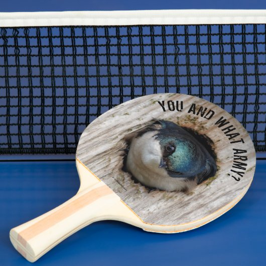 Mad Tree Swallow Songbird in Nestbox Tafeltennisbatje (Insitu)