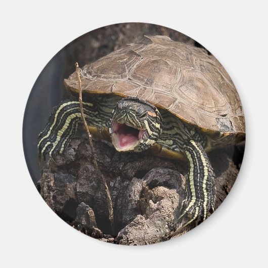 Mad Turtle Magnet (Voorkant)