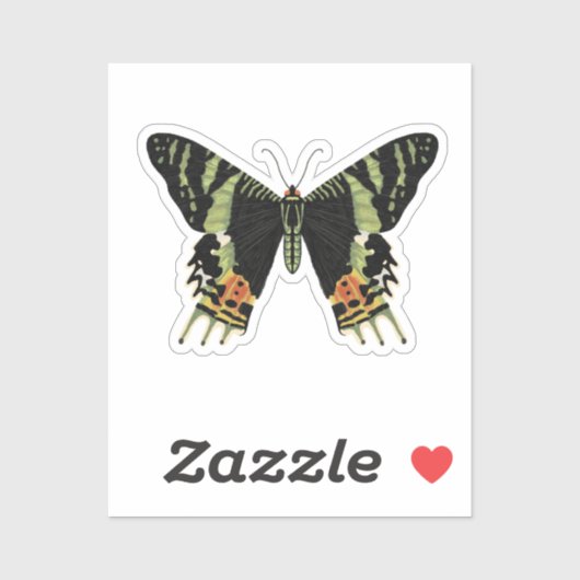 Madagascan Sunset Moth Sticker (Vel)