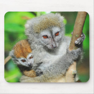 Madagascar, Andasibe, Ile Aux Lemuriens, Moeder Muismat