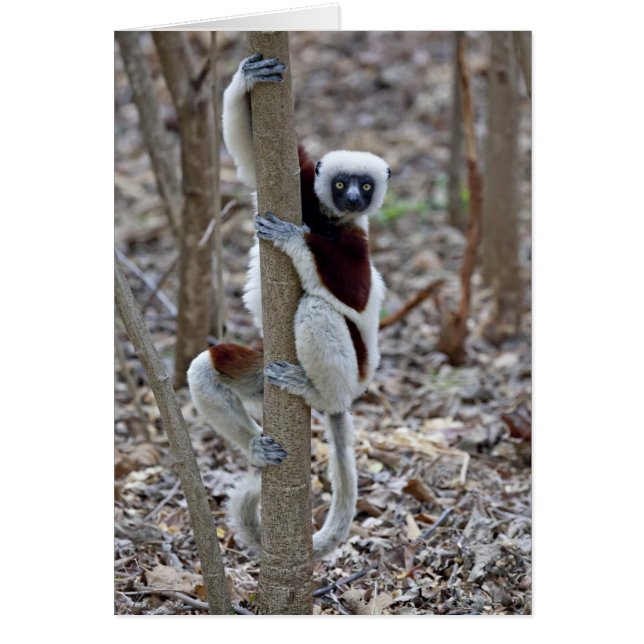 Madagascar, Ankarafantsika-reservaat; Ampijoroa; (Voorkant)