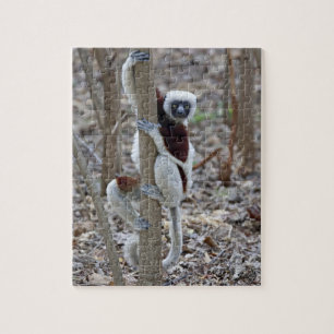 Madagascar, Ankarafantsika-reservaat; Ampijoroa; Legpuzzel