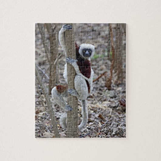 Madagascar, Ankarafantsika-reservaat; Ampijoroa; Legpuzzel (Verticaal)