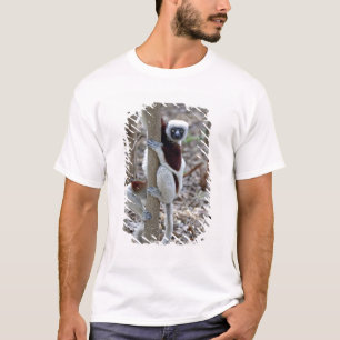 Madagascar, Ankarafantsika-reservaat; Ampijoroa; T-shirt