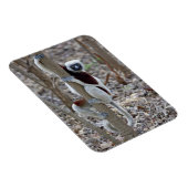 Madagascar, Ankarafantsika Reserve; Ampijoroa; Magneet (Rechterzijde)