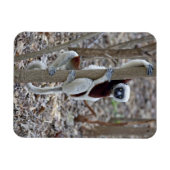 Madagascar, Ankarafantsika Reserve; Ampijoroa; Magneet (Horizontaal)