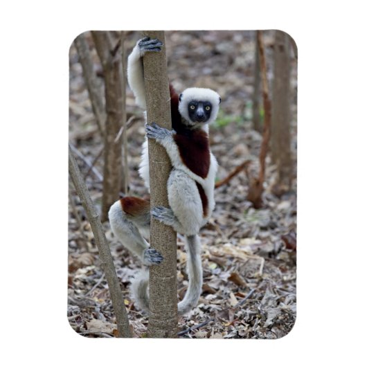 Madagascar, Ankarafantsika Reserve; Ampijoroa; Magneet (Verticaal)