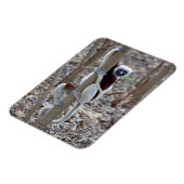 Madagascar, Ankarafantsika Reserve; Ampijoroa; Magneet (Linkerzijde)