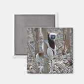 Madagascar, Ankarafantsika Reserve; Ampijoroa; Magneet (Voorkant / Achterkant)