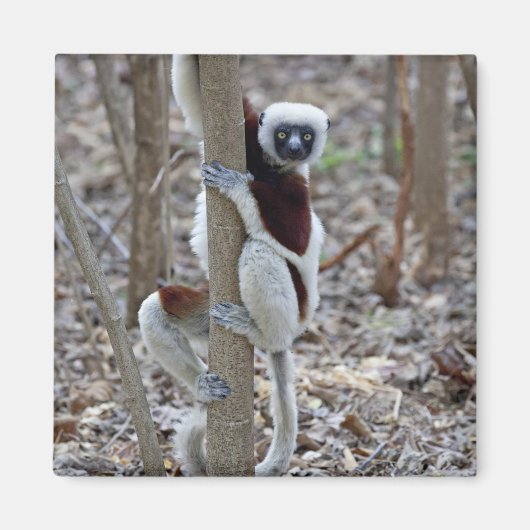 Madagascar, Ankarafantsika Reserve; Ampijoroa; Magneet (Voorkant)