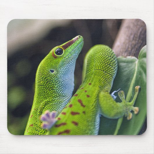 Madagascar day gecko muismat (Voorkant)