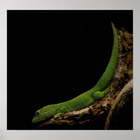 madagascar day gecko poster (Voorkant)