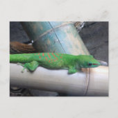 Madagascar Giant Day Gecko Briefkaart (Voorkant)