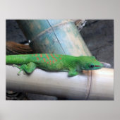 Madagascar Giant Day Gecko Foto Poster (Voorkant)