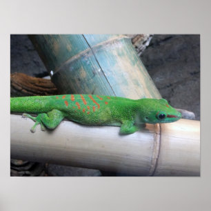 Madagascar Giant Day Gecko Foto Poster