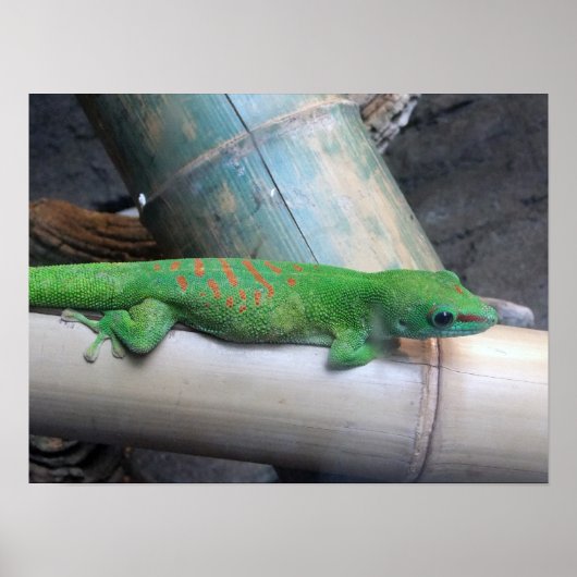 Madagascar Giant Day Gecko Foto Poster (Voorkant)
