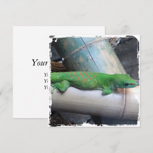 Madagascar Giant Day Gecko Square uitnodigingen (Voorkant / Achterkant)