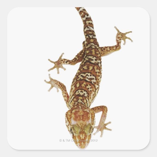 Madagascar ground gecko (Paroedura pictus) on Vierkante Sticker (Voorkant)