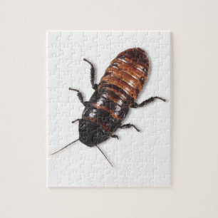 Madagascar Hisssing Cockroach Puzzle Legpuzzel
