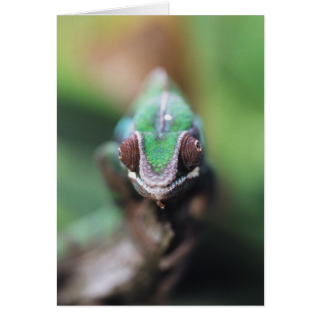 Madagascar, Rode balk Panterkameleon (Voorkant)