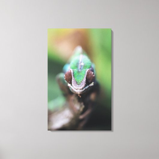 Madagascar, Rode balk Panterkameleon Canvas Afdruk (Voorkant)