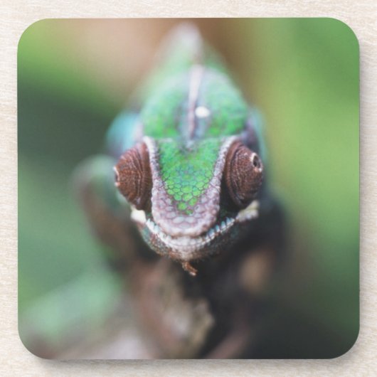 Madagascar, Rode balk Panterkameleon Onderzetter (Voorkant)