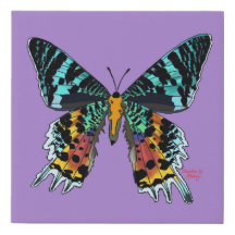 Madagascar Sunset Moth