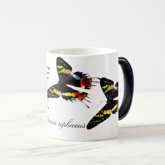 Madagascar Sunset Moth Magische Mok (Voorkant rechts)