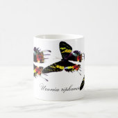 Madagascar Sunset Moth Magische Mok (Center)