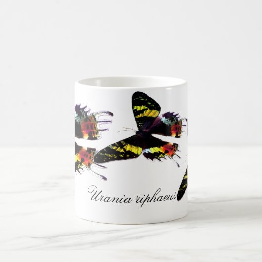 Madagascar Sunset Moth Magische Mok (Center)