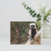 Madagascar Wildlife Safaki Lemur Briefkaart (Staand voorkant)