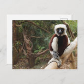 Madagascar Wildlife Safaki Lemur Briefkaart (Voorkant / Achterkant)