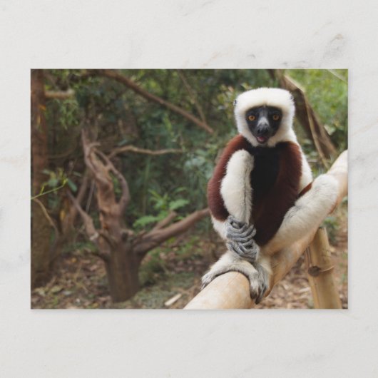 Madagascar Wildlife Safaki Lemur Briefkaart (Voorkant)