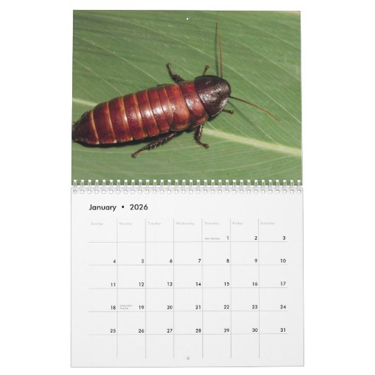 Madagasgar Hissing Cockroaches Wall Agenda Kalender (Jan 2026)