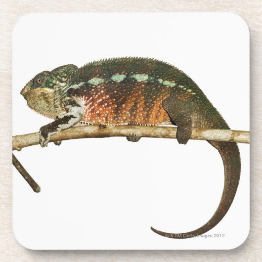 Madagaskar 2 drankjes onderzetter (Voorkant)