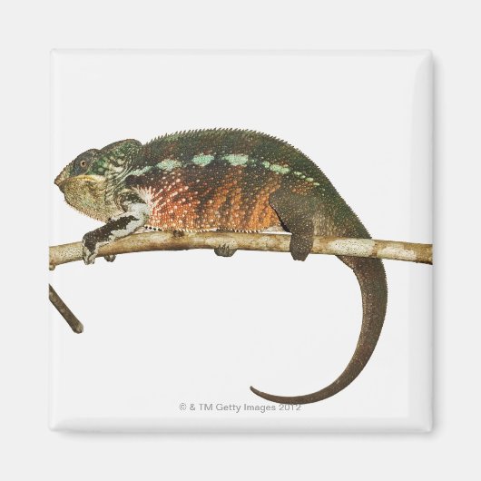 Madagaskar 2 magneet (Voorkant)