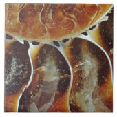 Madagaskar-ammoniumgroot Tegeltje (Voorkant)