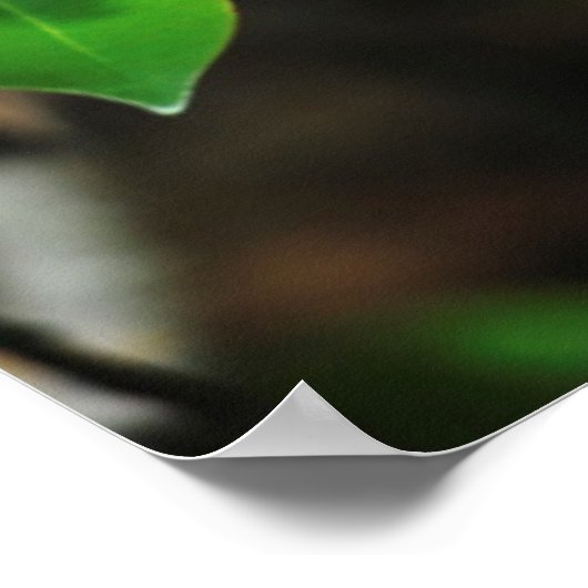 Madagaskar, Andasibe, Ile Aux Lemuriens, moeder Poster (Hoek)