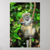 Madagaskar, Andasibe, Ile Aux Lemuriens, moeder Poster (Voorkant)