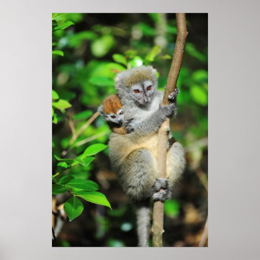 Madagaskar, Andasibe, Ile Aux Lemuriens, moeder Poster (Voorkant)