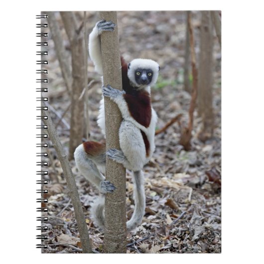 Madagaskar, Ankarafantsika Reserve; Ampijoroa; Notitieboek (Voorkant)