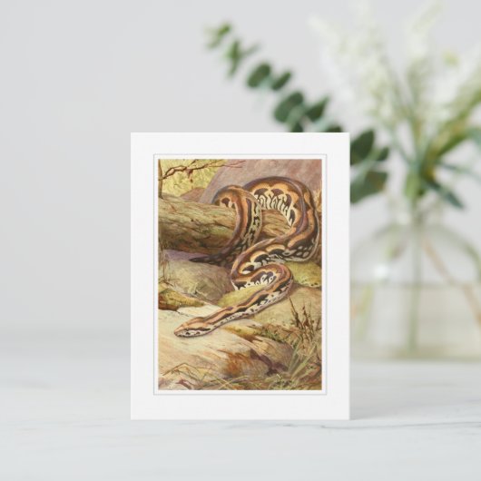 Madagaskar Boa Briefkaart (Staand voorkant)